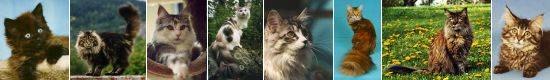 Photos of Main Coon Cats