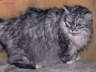 Maine Coon 