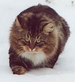 SiberianCat16