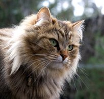 SiberianCat18