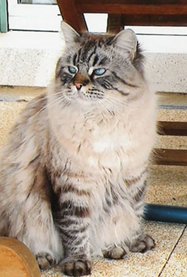 SiberianCat20