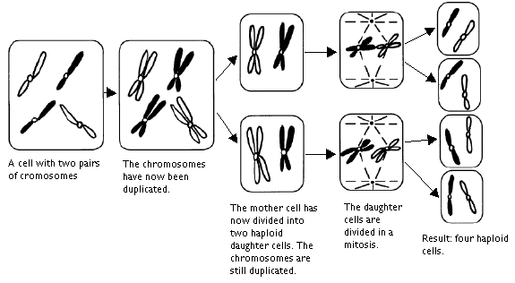 MeiosisWeb