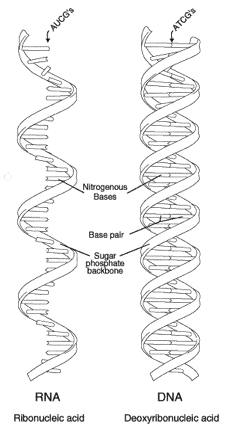 geneticbreedingstrategies1