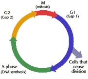 geneticbreedingstrategies2