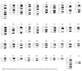 geneticbreedingstrategies3