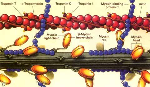 figure1