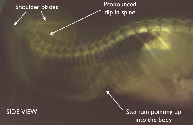 xrayflatchestkittensyndrom