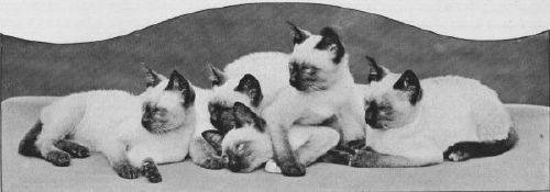 Siamese1