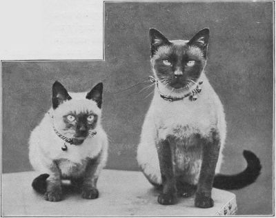 Siamese10