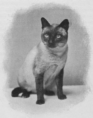 Siamese11