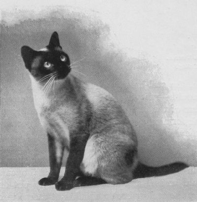 Siamese12