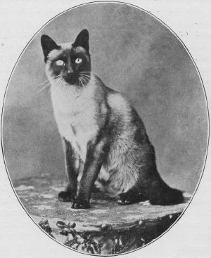 Siamese14