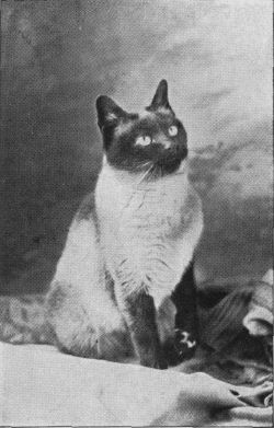 Siamese15