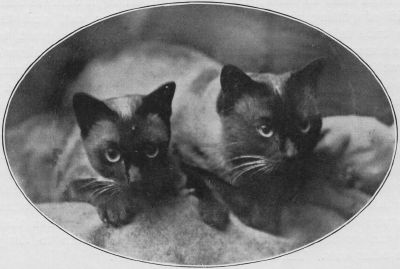 Siamese18