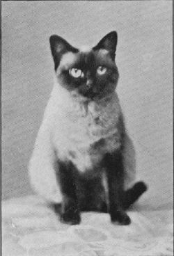 Siamese4