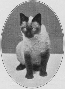 Siamese6