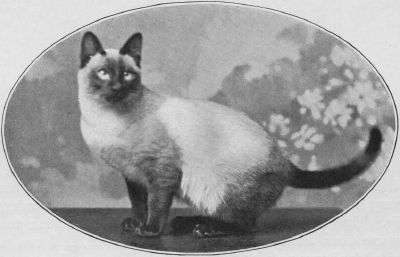 Siamese7