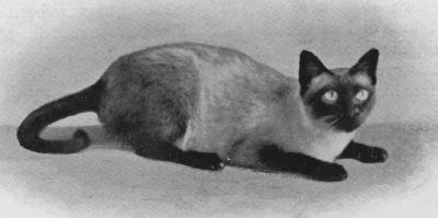 Siamese8