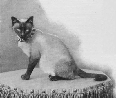 Siamese9