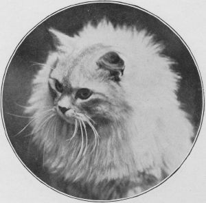 SilverChinchillaPersian11