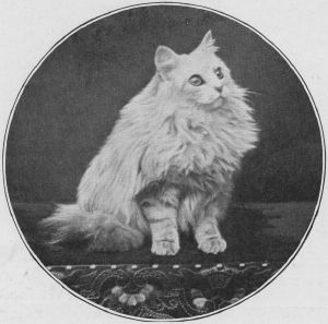 SilverChinchillaPersian17