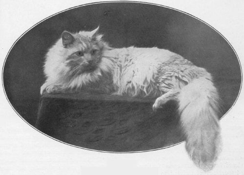 SilverChinchillaPersian4