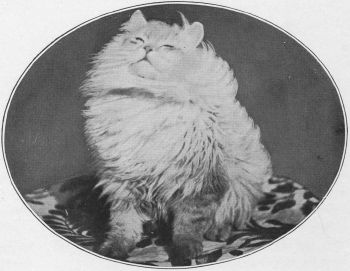 SilverChinchillaPersian6