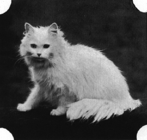 WhitePersian2