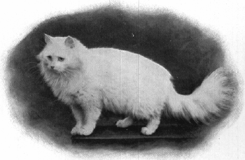 WhitePersian7