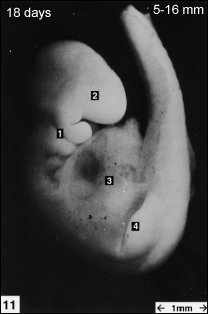 embryology11