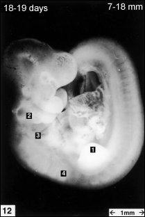 embryology12