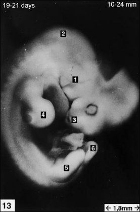 embryology13