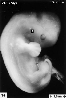 embryology14