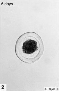 embryology2