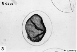 embryology3