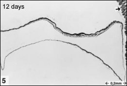 embryology5