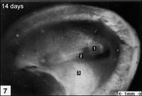 embryology7