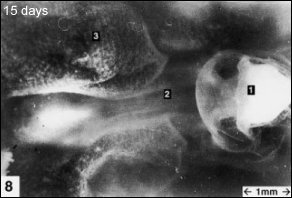 embryology8